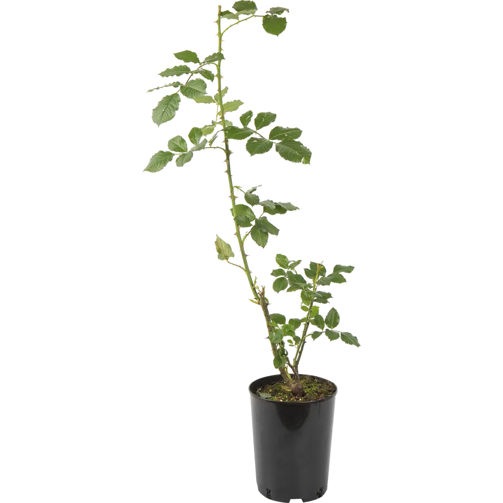 Роза парковая «Вестерленд» 19x55 см PLANTMARKET STLM-2111540 - Вид №1