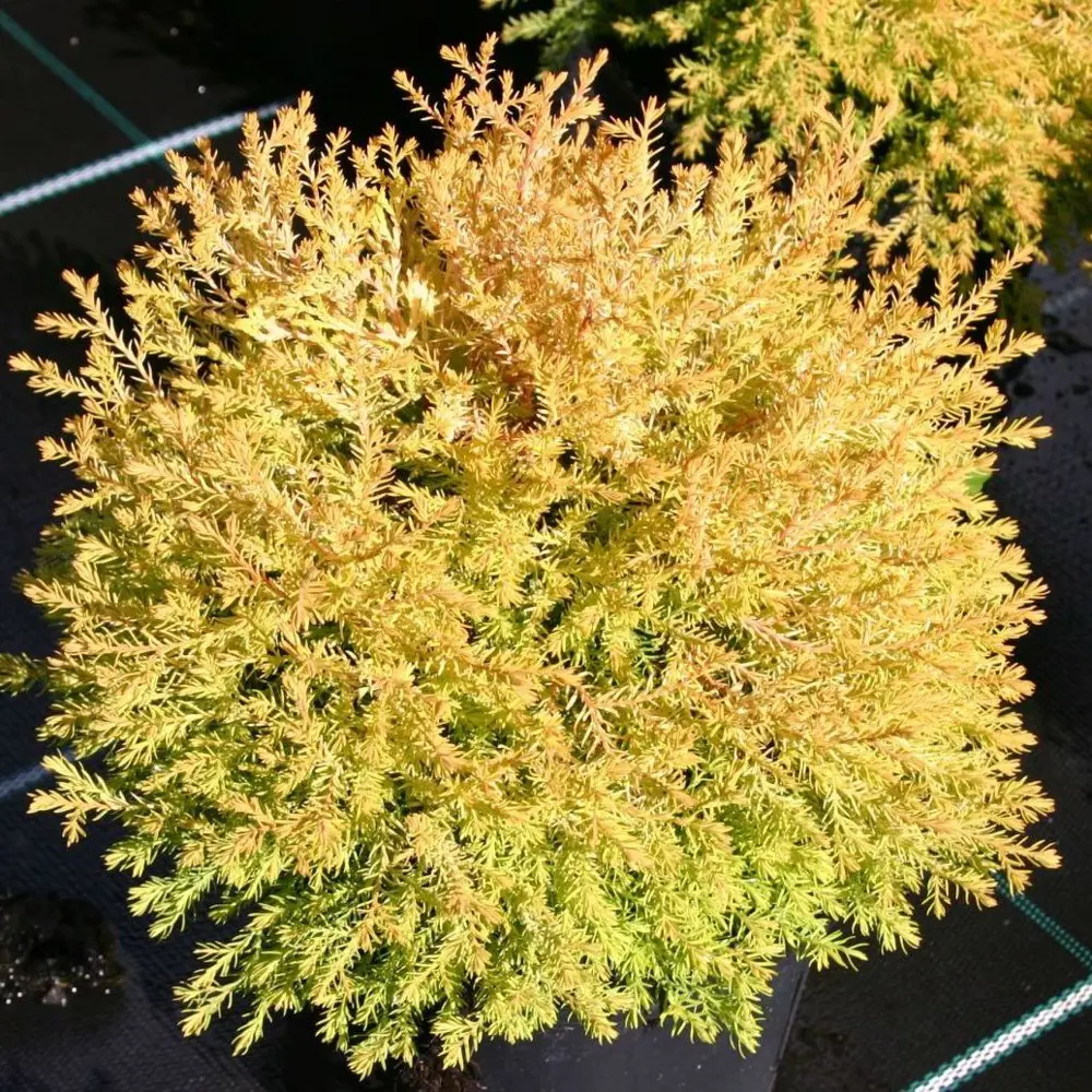 Туя западная Рейнголд от Santreyd - золотистый акцент для сада 89363753 STLM-0961524