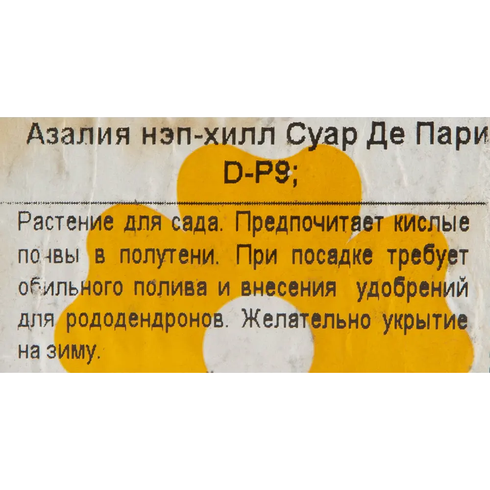 Азалия «Нэп-Хилл Суар Де Пари» 9x40 см 82601860 STLM-2161132 Santreyd  - Вид №1