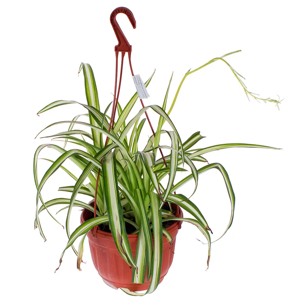 Santreyd Хлорофитум ампельный - живой декор для интерьера 17394350 STLM-0956824