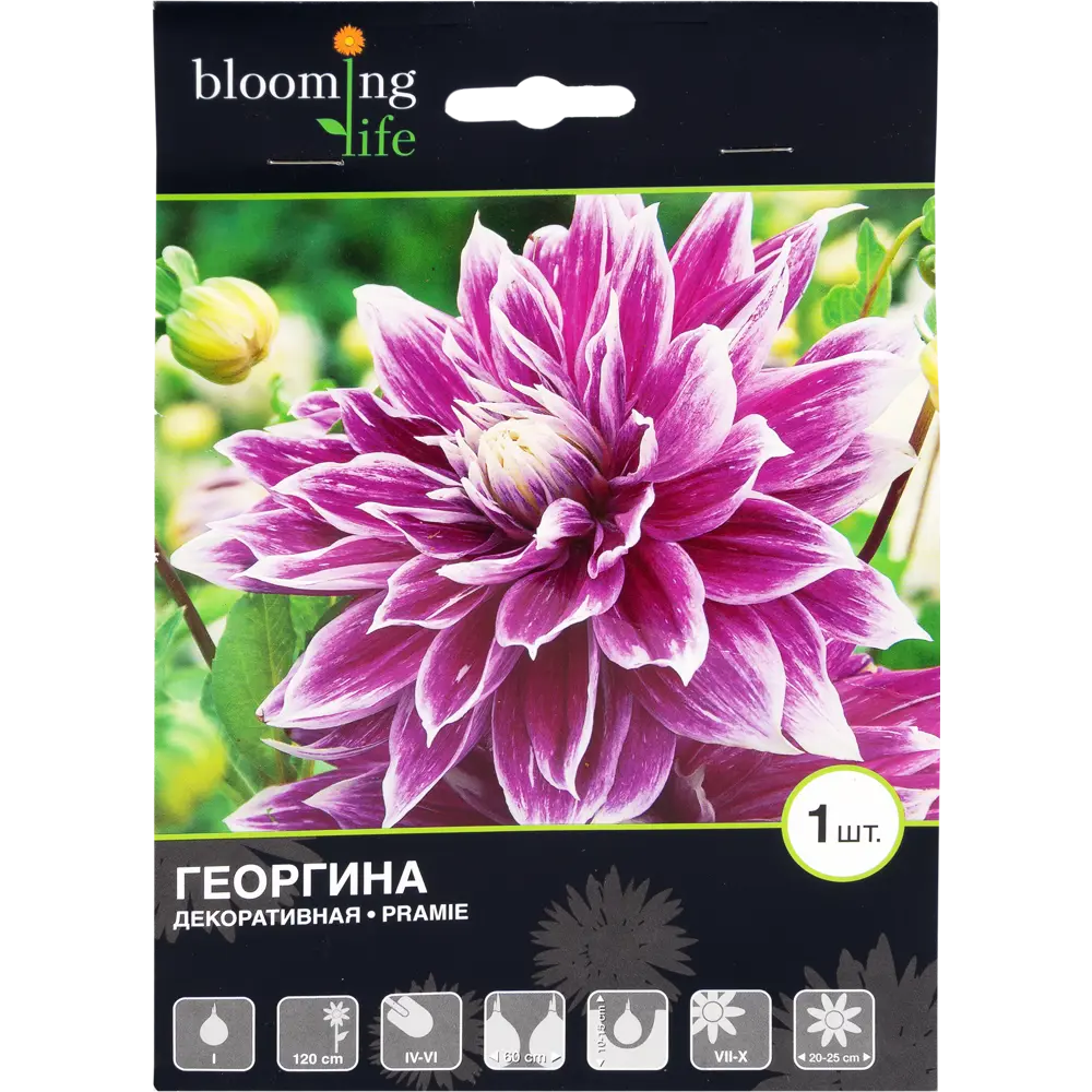 Георгина декоративная Прамие I, 1 шт 82120041 STLM-2096129 Santreyd 