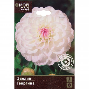 11455799 Георгина Шаровидная Эвелин I