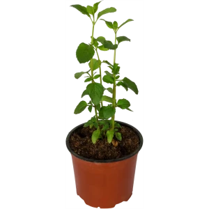 Мята Альмира рассада 1.5 л - свежая пряность для дома и сада 82219520