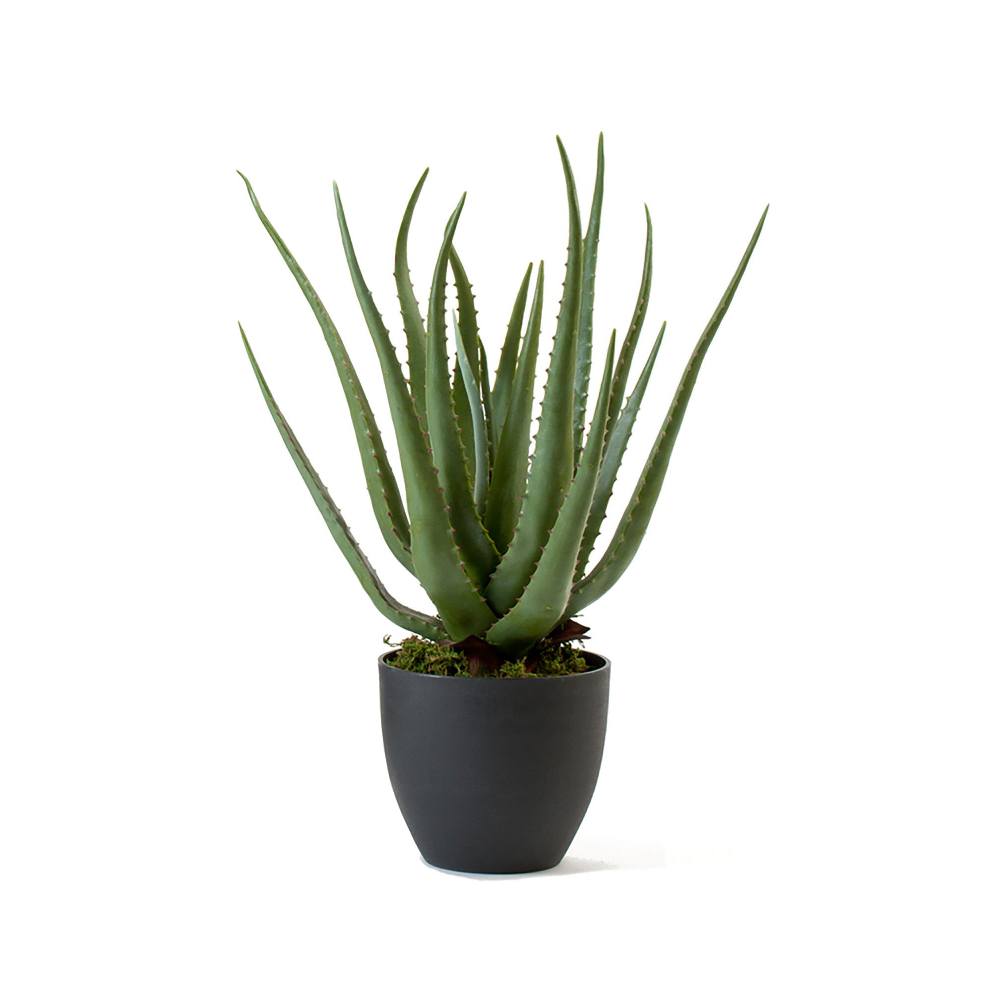 2000983181336 Алоэ в горшке 57 см SERAX 