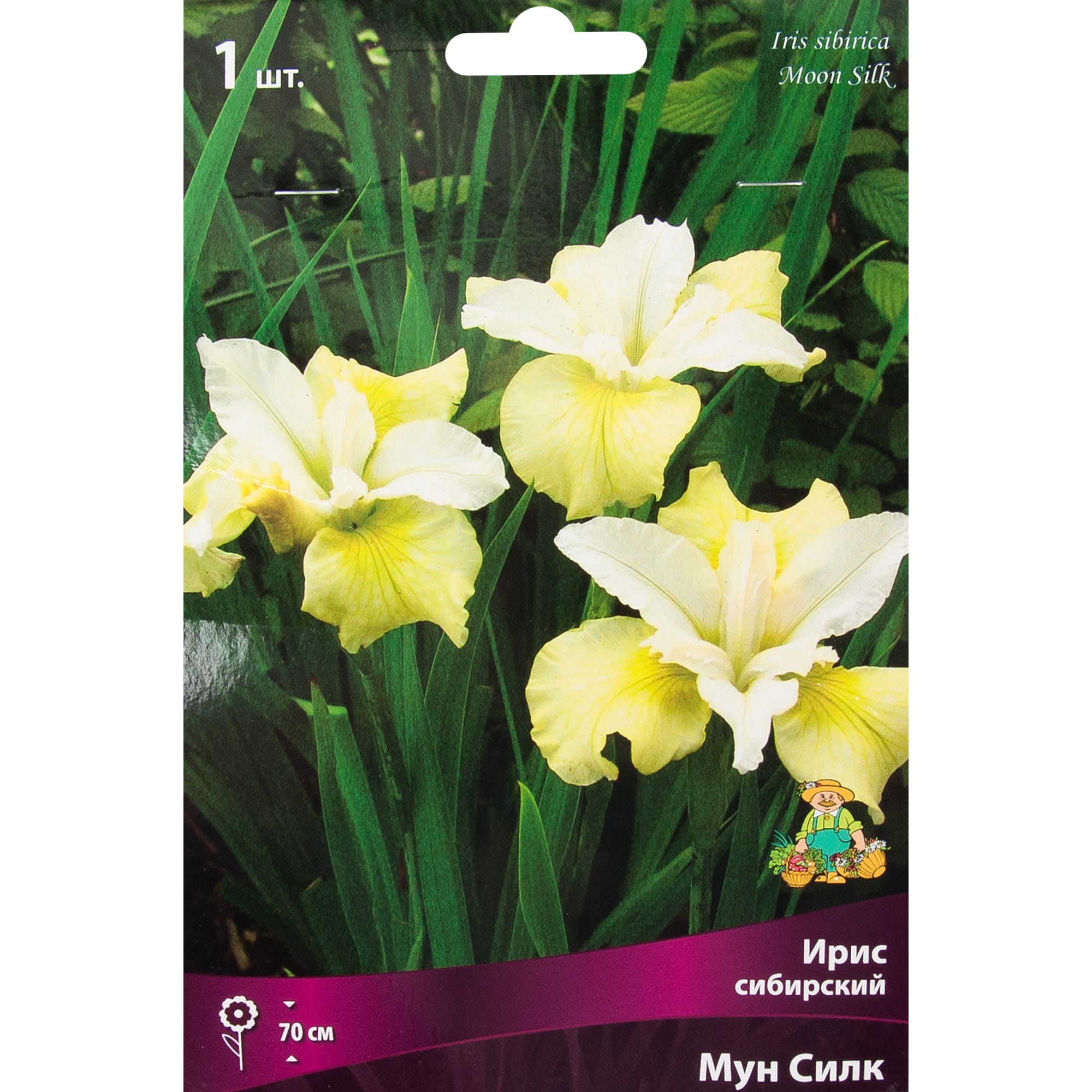 82319549 Ирис сибирский «Мун Силк», размер луковицы I Santreyd 
