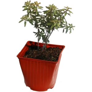 Рододендрон «Импедитум» 15x30 см 82624025 STLM-2161595
