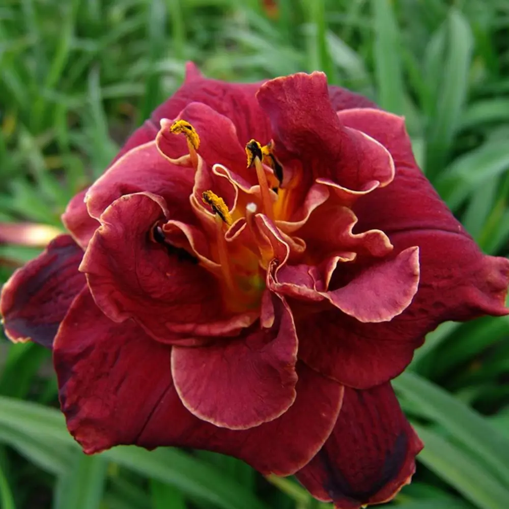 Лилейник Найт Эмбер (I) Santreyd STLM-2149942