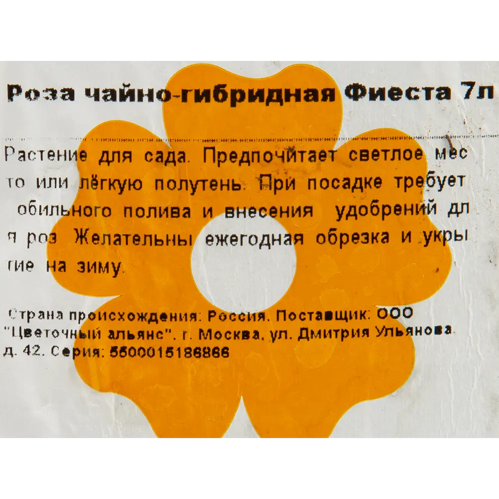 Роза чайно-гибридная «Фиеста» 23x40 см 82601786 STLM-2151710 Santreyd  - Вид №2