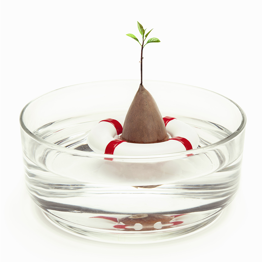 PE565 Проращиватель для авокадо seed guard Peleg Design  - Вид №3