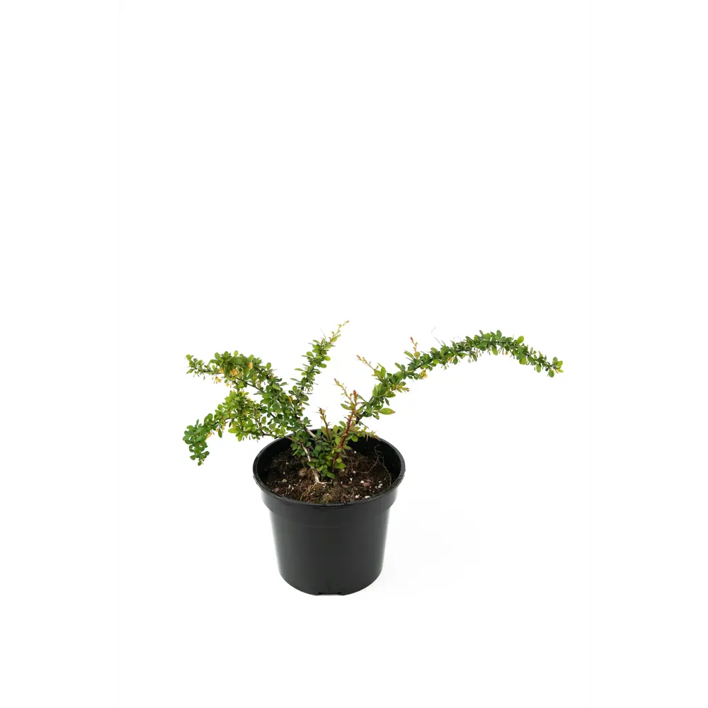 Барбарис Тунберга Грин Карпет Santreyd - декоративный кустарник для живых изгородей 89342157 STLM-0955813