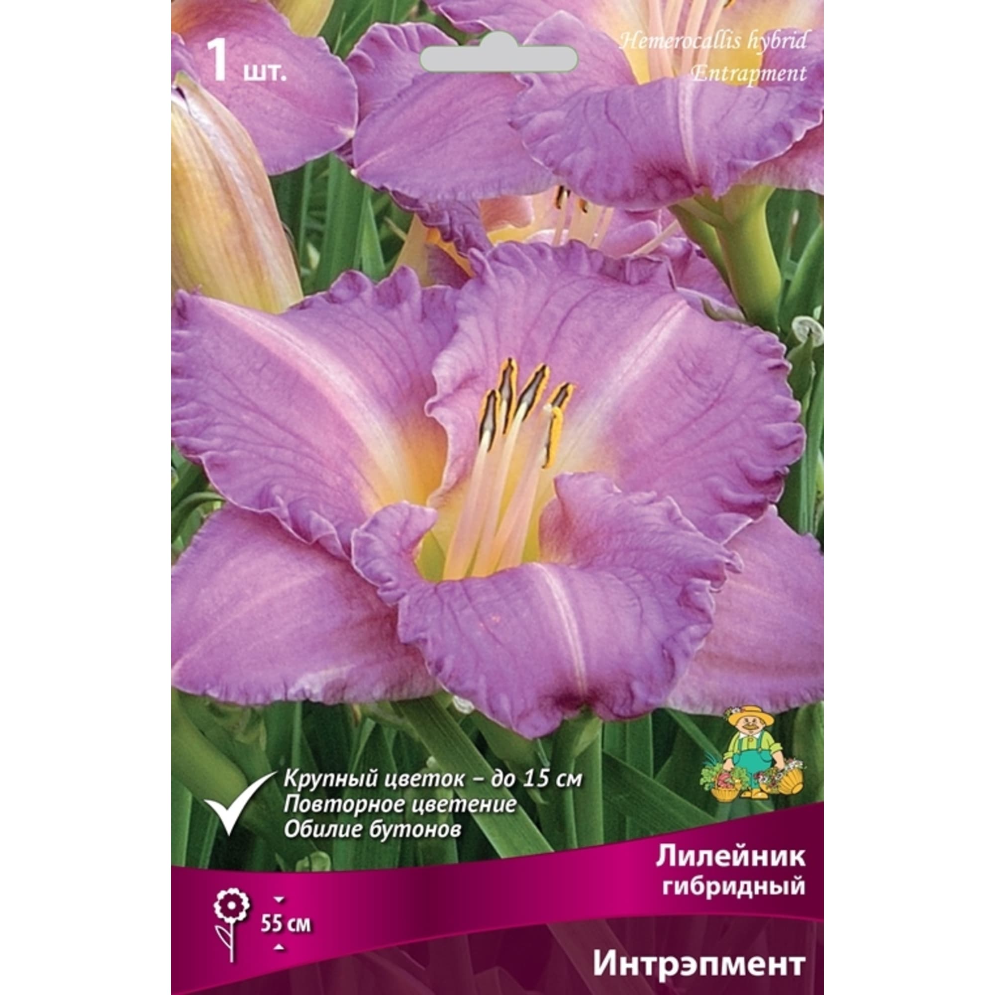 83597563 Лилейник гибридный Лонго Йеллоу луковица I Santreyd 