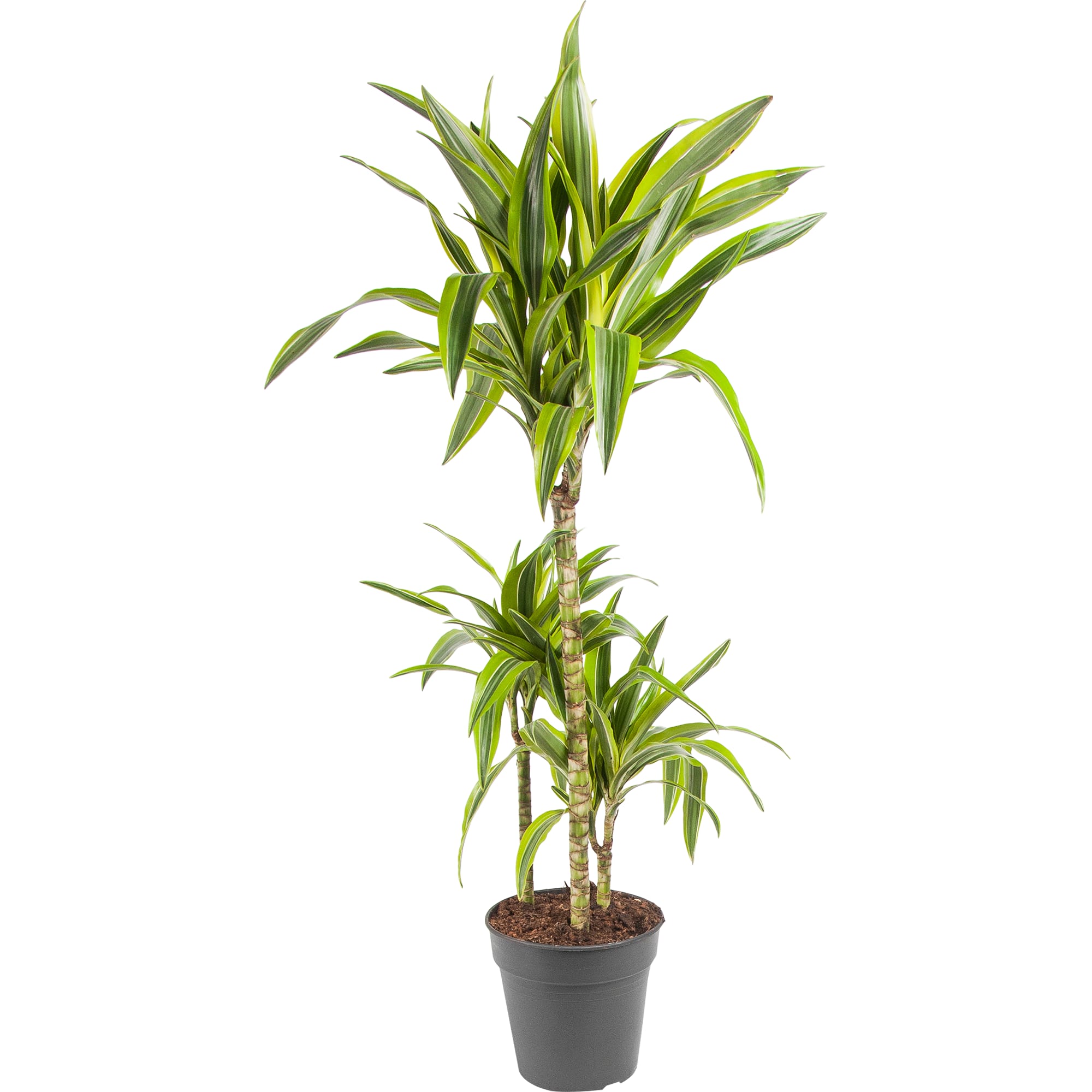 82850312 Драцена "Лимон лайм" 21х110 см Santreyd 