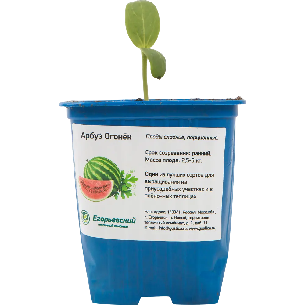 Арбуз 8x10 см Santreyd STLM-2117013 - Вид №1