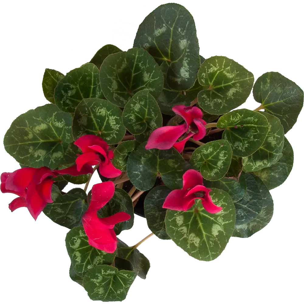 Цикламен Santreyd - нежное цветущее украшение интерьера 83248154 STLM-0039921 - Вид №1