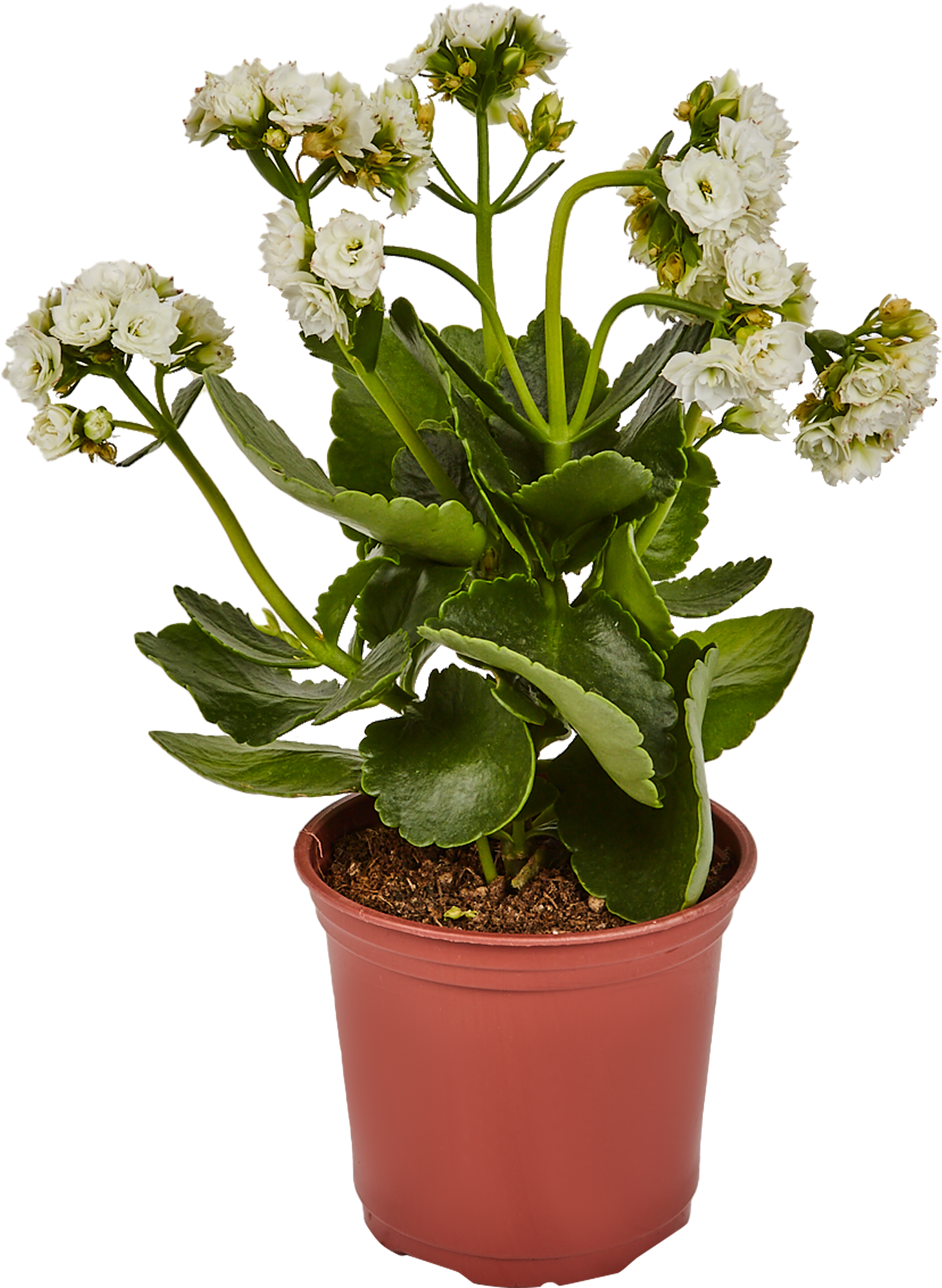 Каланхоэ Santreyd - цветущий суккулент с пышными соцветиями 82390082