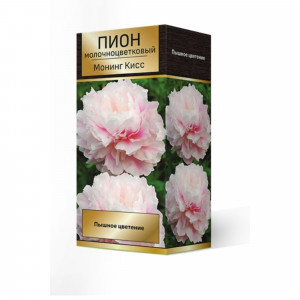 83600250 Пион травянистый Монинг Кисс луковица 2-3