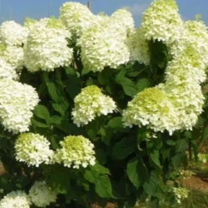 Гортензия метельчатая Полар Бир - многолетний декоративный кустарник 89427987