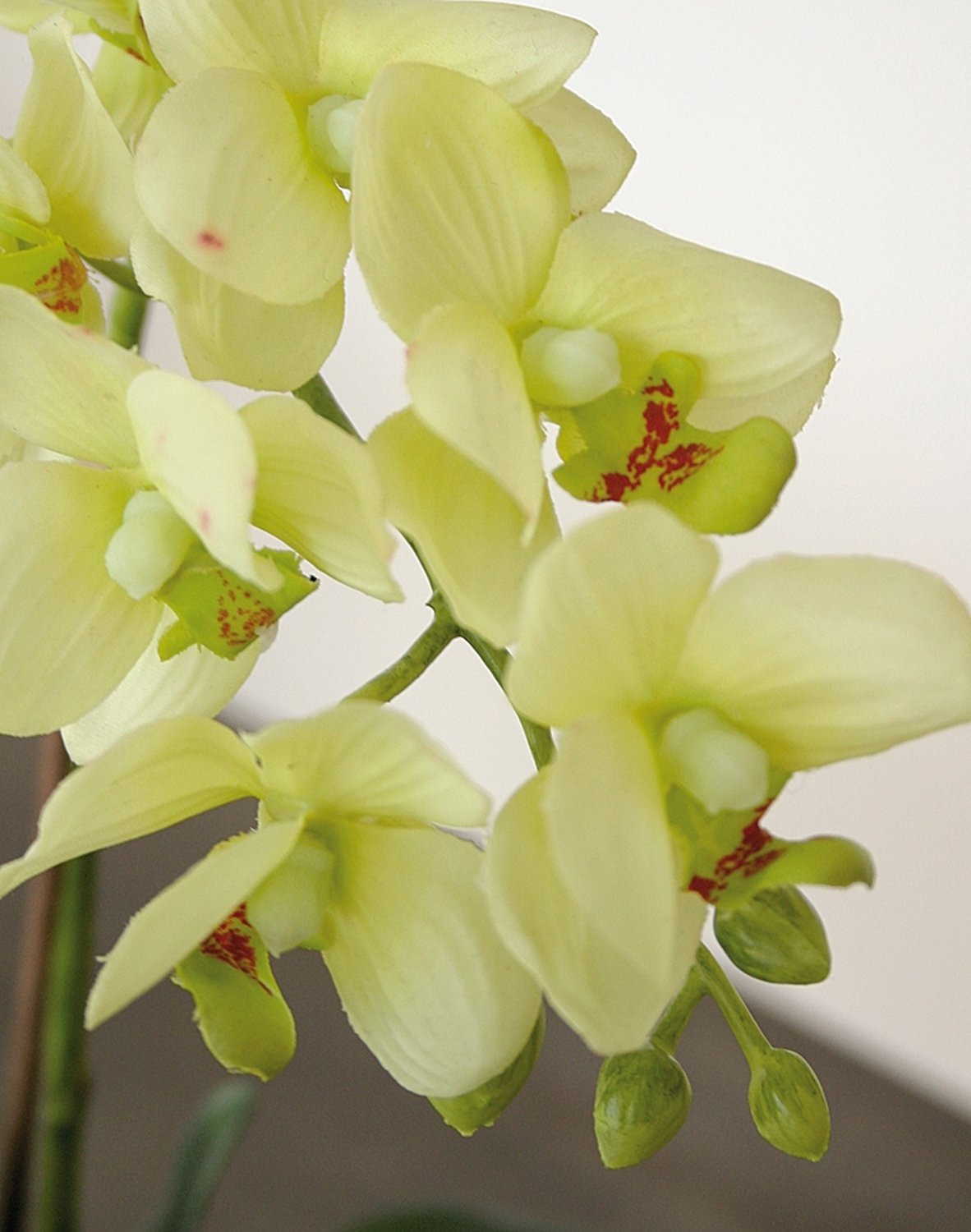 2610 788 a3 Пластиковая орхидея Phalaenopsis, горшечная, 33 см, real touch, бежево-зеленая H-andreas  - Вид №1