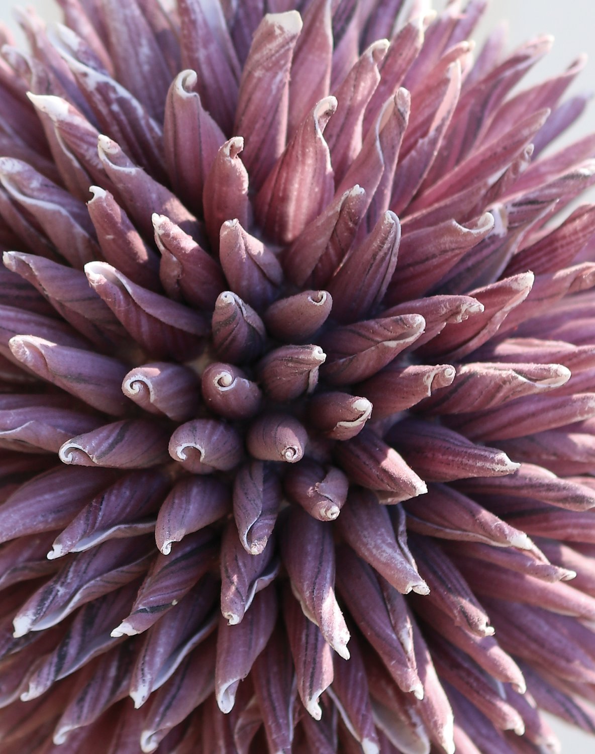 7890 215 a3 Искусственный мягкий цветок 'allium', 80 см, слива H-andreas  - Вид №2