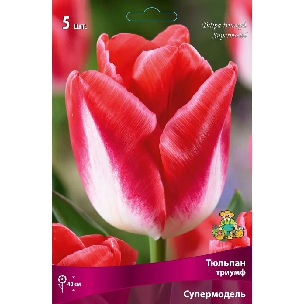 Тюльпан Триумф «Супермодель» размер луковицы 12, 5 шт. 82662946 STLM-2032040 Santreyd 