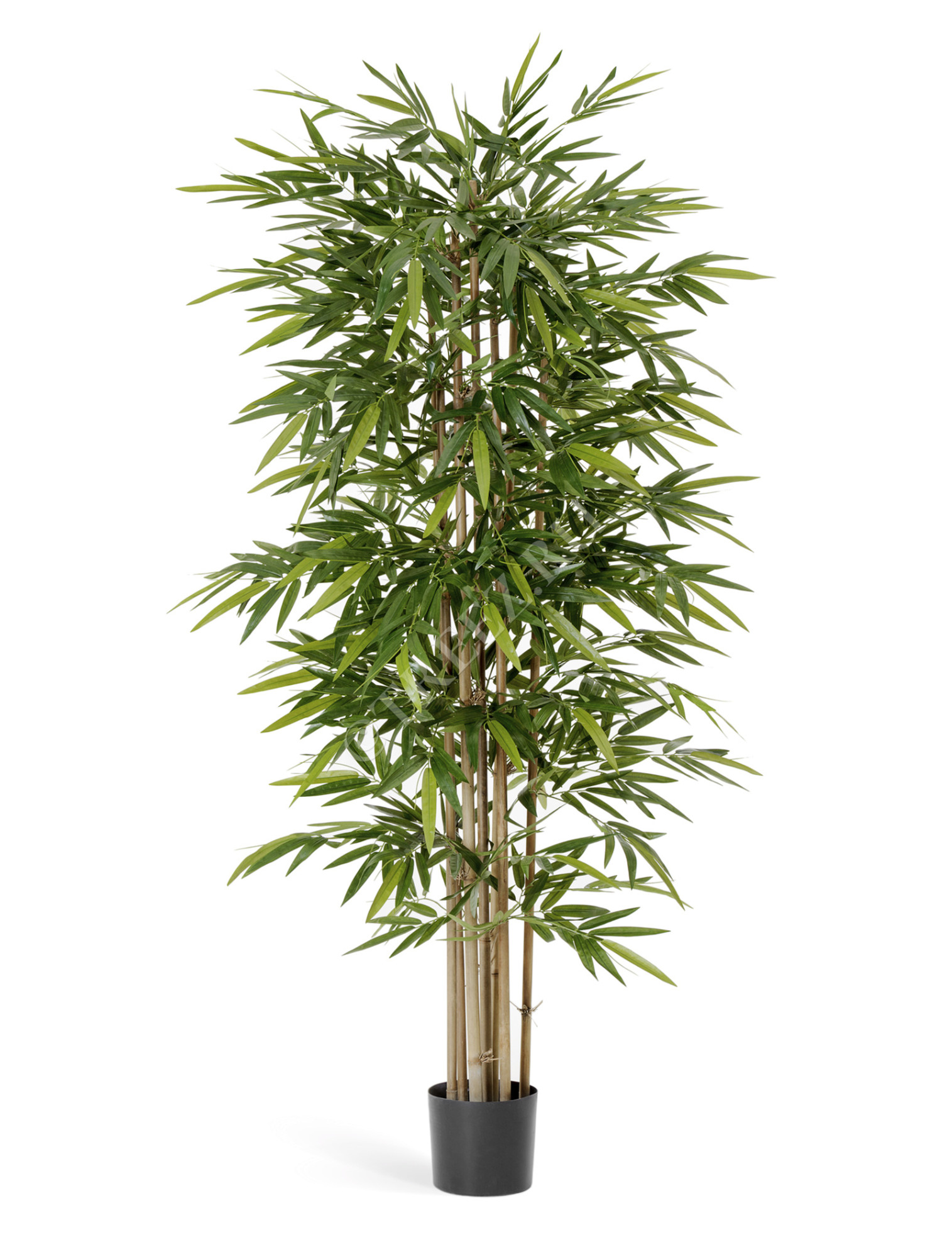 10.34610N Бамбук Новый Цветочная коллекция 