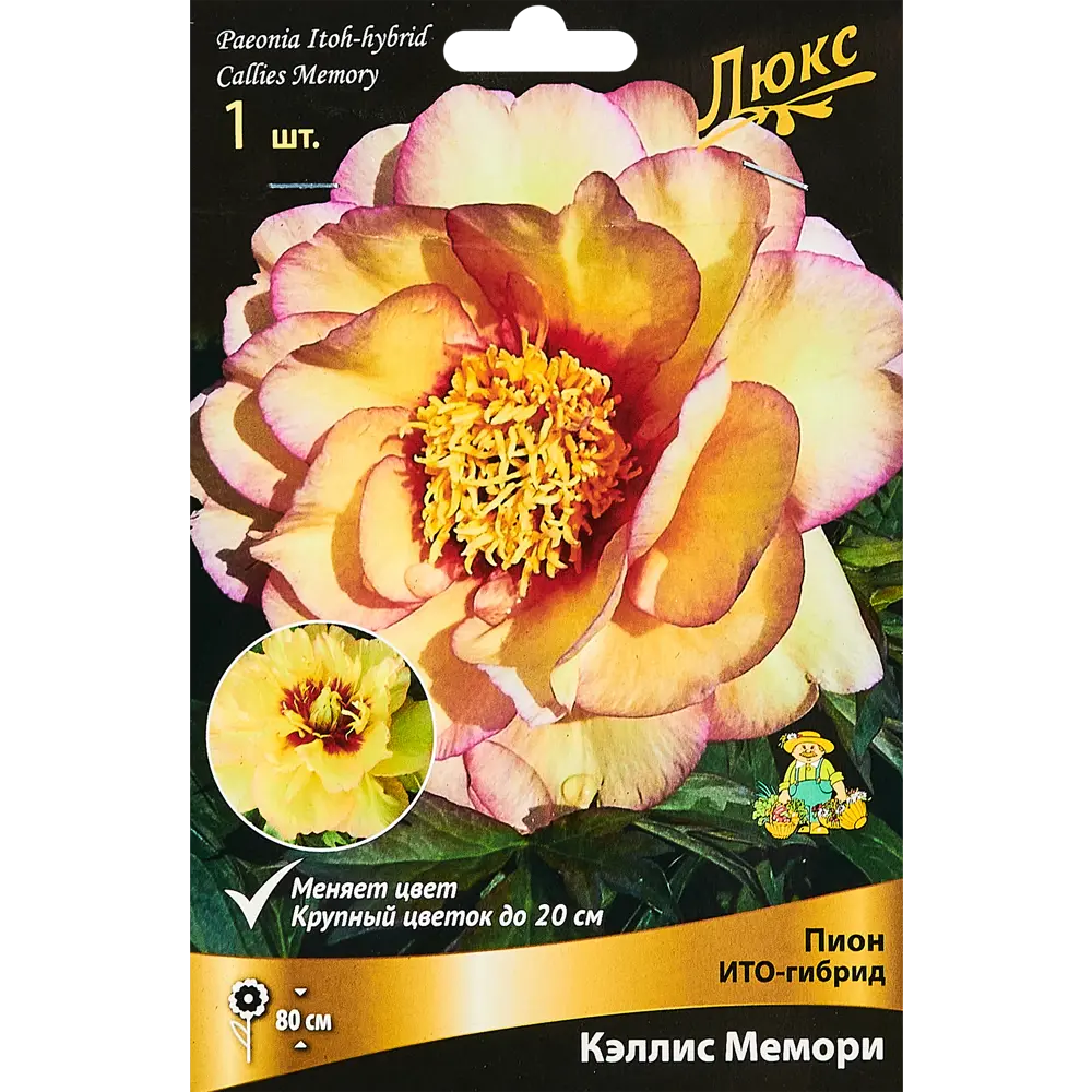 Пион ито-гибрид Кэллис Мемори 89351847 STLM-2109628 ПОИСК 