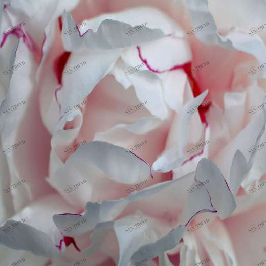 WP00870 Фотообои Verol Фотообои decoline 1х1 м