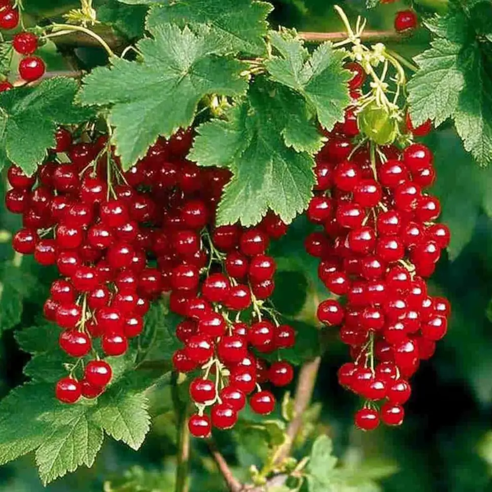 Смородина красная Голландская красная PLANTMARKET STLM-2096124