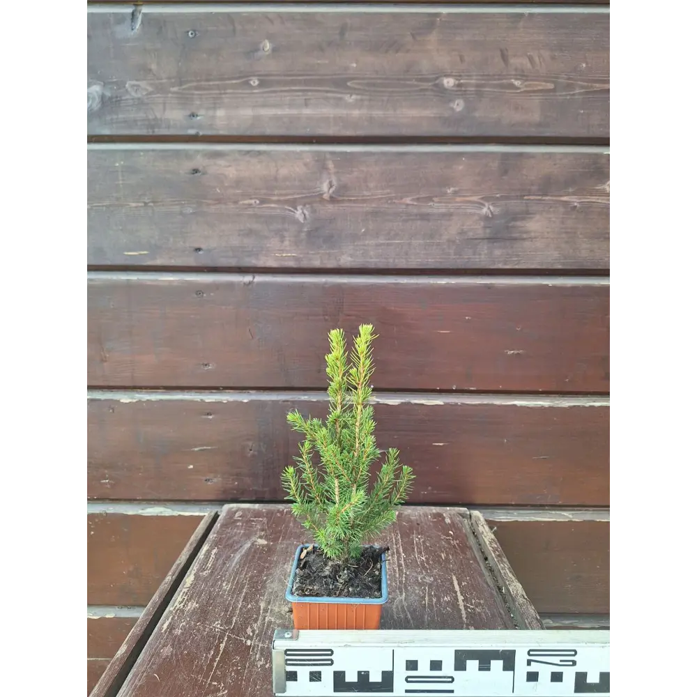 Ель Коника Десембер ø10 см h20 - 40 см Santreyd STLM-2159412