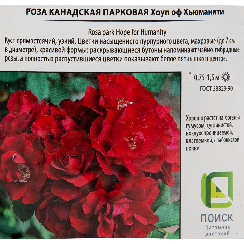 Роза парковая канадская «Хоуп оф Хьюманити», 3.5 л 18475231 STLM-2013485 Santreyd  - Вид №2
