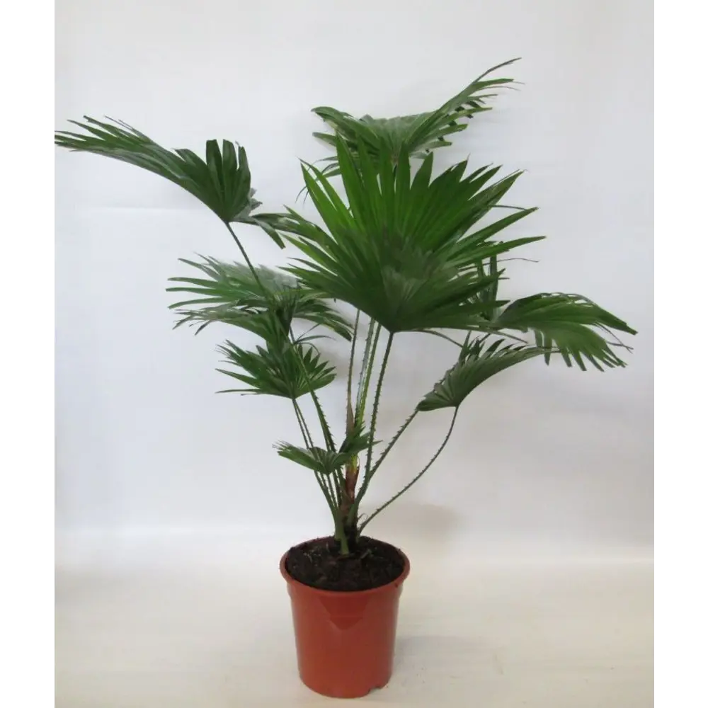 Пальма Ливистона круглолистная в горшке ø19 см 89441595 Santreyd STLM-1581655