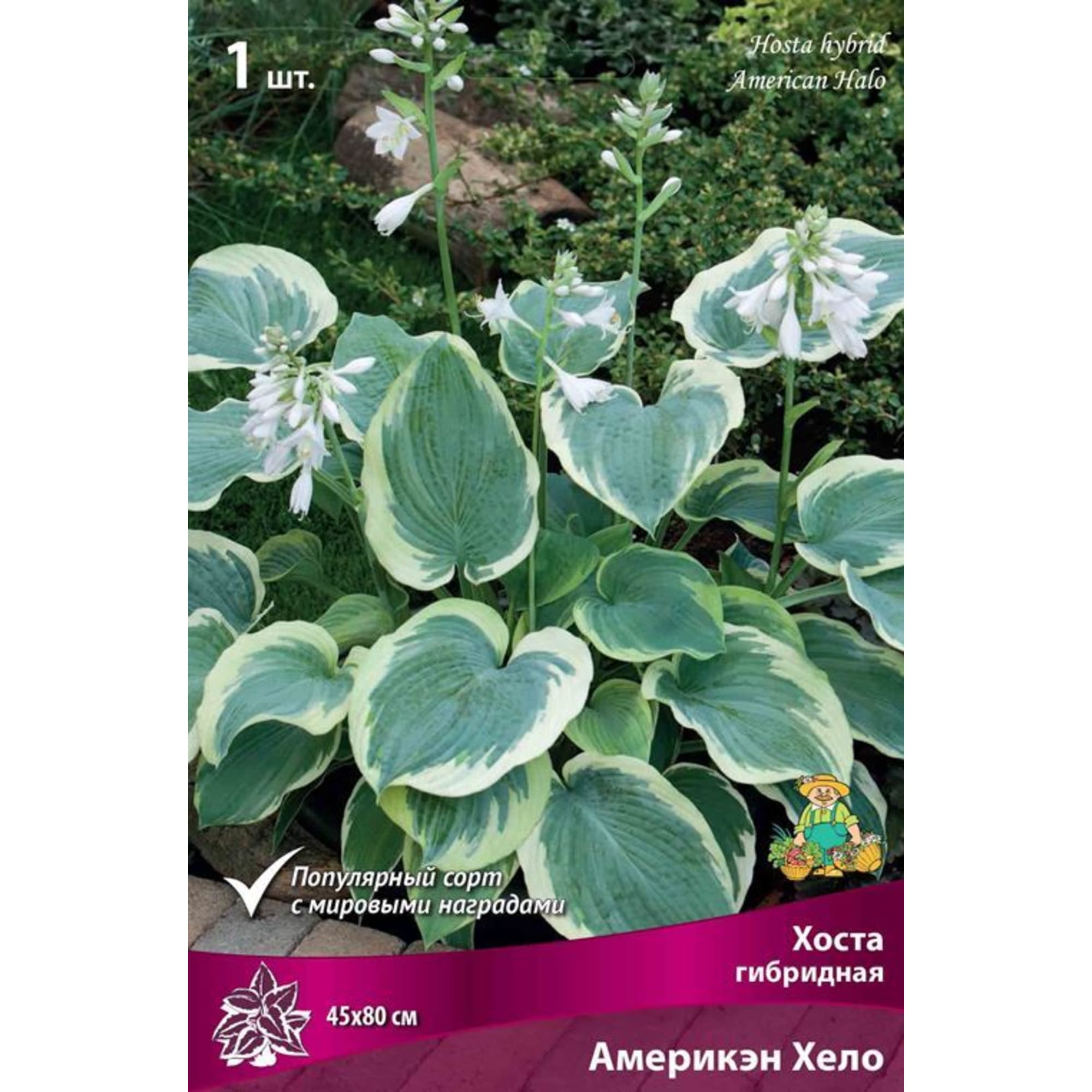 83597614 Хоста гибридная Америкэн Хело луковица I Santreyd 