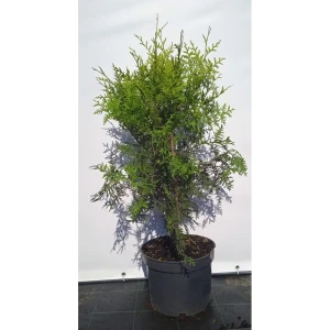 Туя западная Брабант ø22.5 см h80-100 см 85088216 STLM-2030466