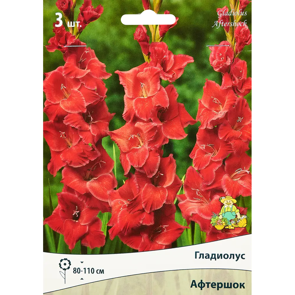 Гладиолус крупноцветковый Афтершок, 3 шт. 89351780 STLM-2064708 ПОИСК 