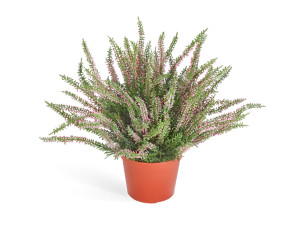 20.5938N Эрика (вереск) большой куст нежно-розовый Цветочная коллекция