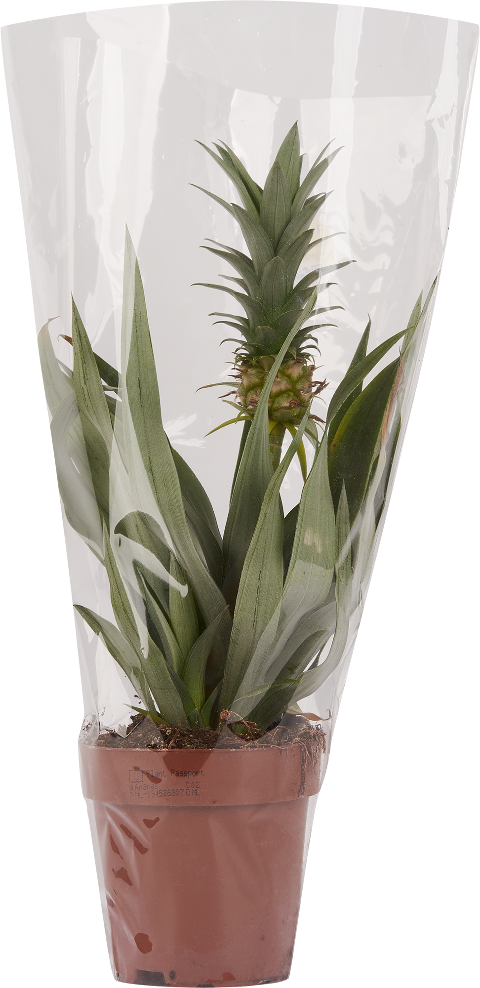 Ананас декоративный Santreyd - экзотическое комнатное растение с плодами 83738771 STLM-0044154 - Вид №2