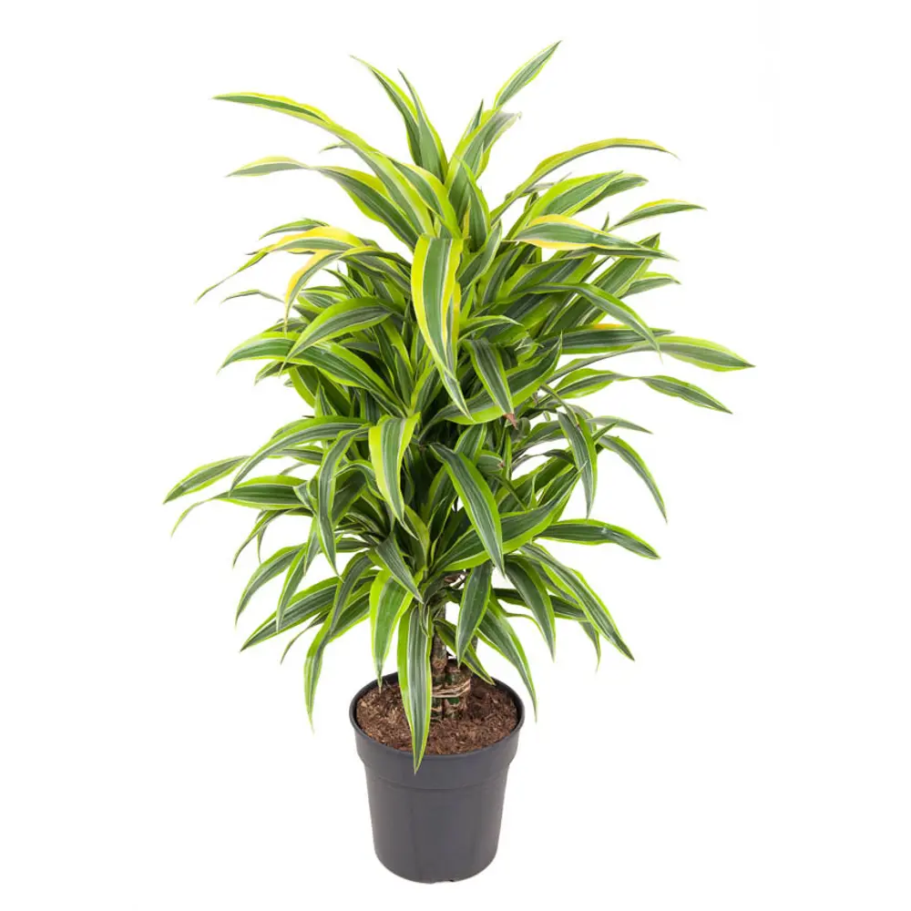 Santreyd Драцена Лемон Лайм — природный очиститель воздуха с яркой листвой 87819514 STLM-0075864