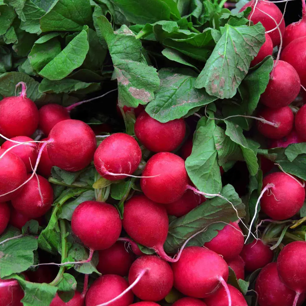 Семена Редис «Чемпион» Santreyd STLM-2127071