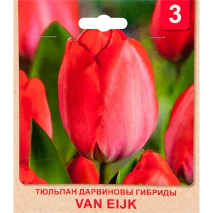Тюльпан «Van Eijk» размер луковицы 10/11, 3 шт. 82365333 STLM-2080174
