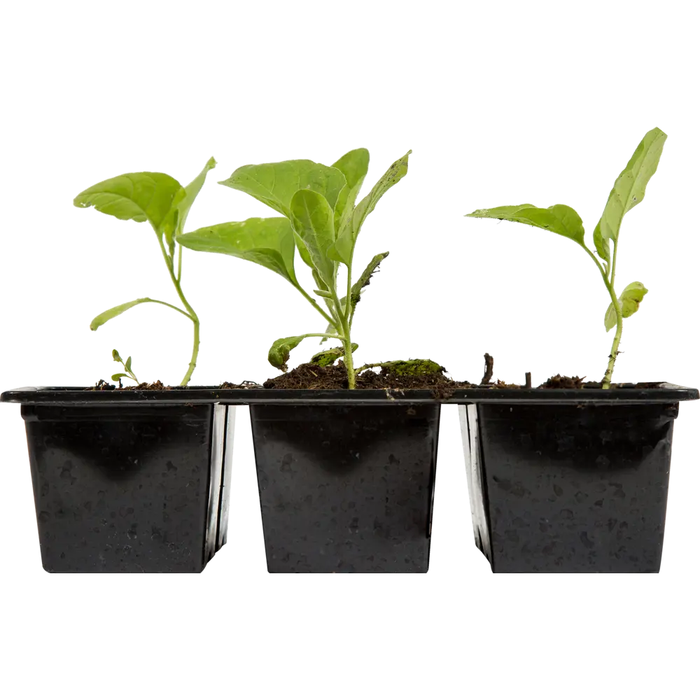 Баклажан «Меч самурая» Santreyd STLM-2001316 - Вид №2