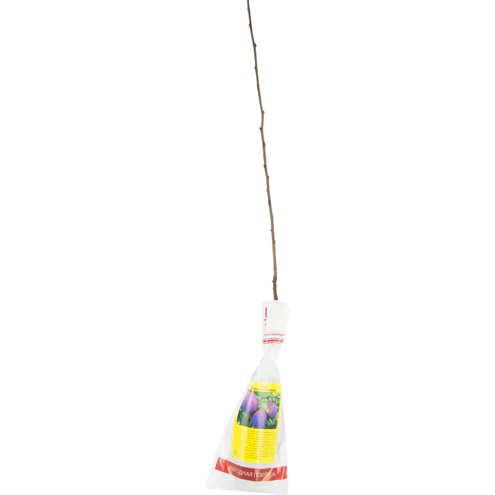 Слива Волжская красавица h90 см 83788016 STLM-2129119 Santreyd 