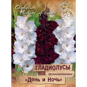 Гладиолусы крупноцветковый День и ночь, 25 шт. 89351830 STLM-2119933