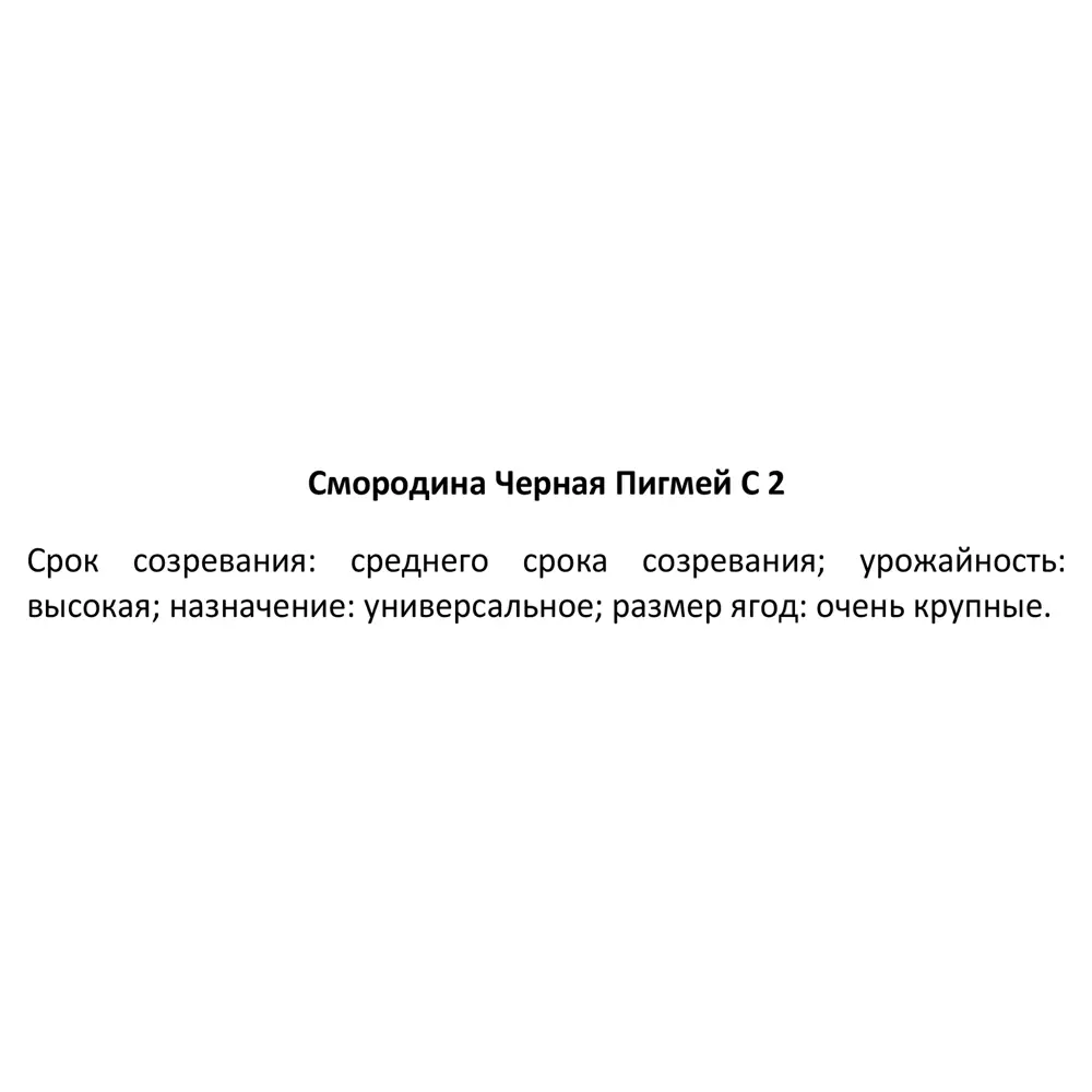 Смородина черная Пигмей ø15 h30 см 84347449 STLM-2205520 Santreyd  - Вид №4