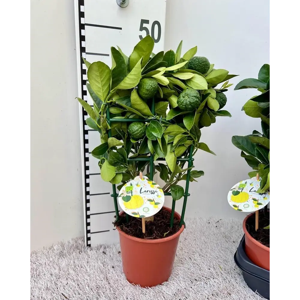 Цитрус Лиметта Пурша Лайм ø15 h45 см Santreyd STLM-2153234