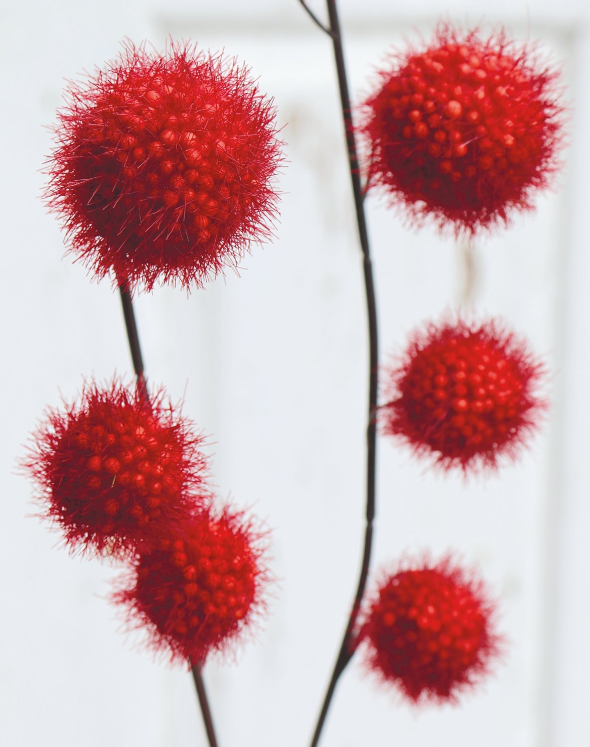 5549 442 a3 Фруктовая ветка гомфокарпус, 60 см, бордовый H-andreas  - Вид №2