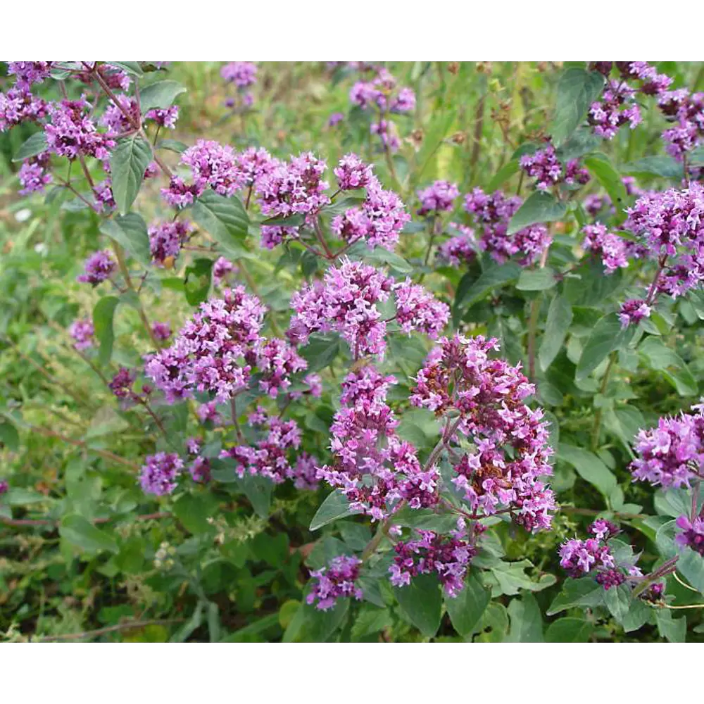 Душица в кассете, 6 шт Santreyd STLM-2039140