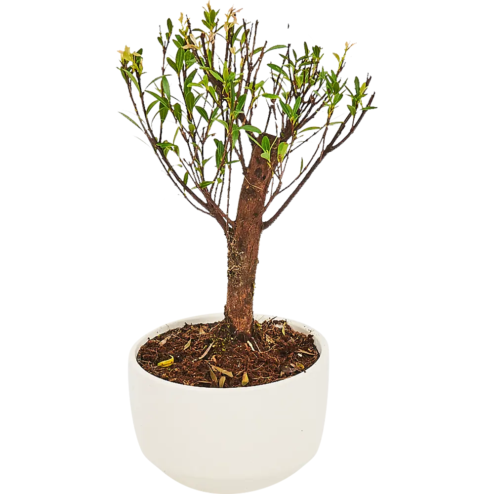 Бонсай микс керамика в сумке 17x32 см 82771287 STLM-2090745 Santreyd 
