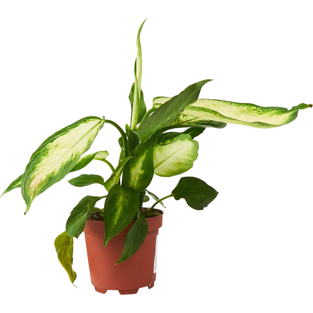 Диффенбахия Камилла от Santreyd — элегантное украшение интерьера 85324966 STLM-0061530