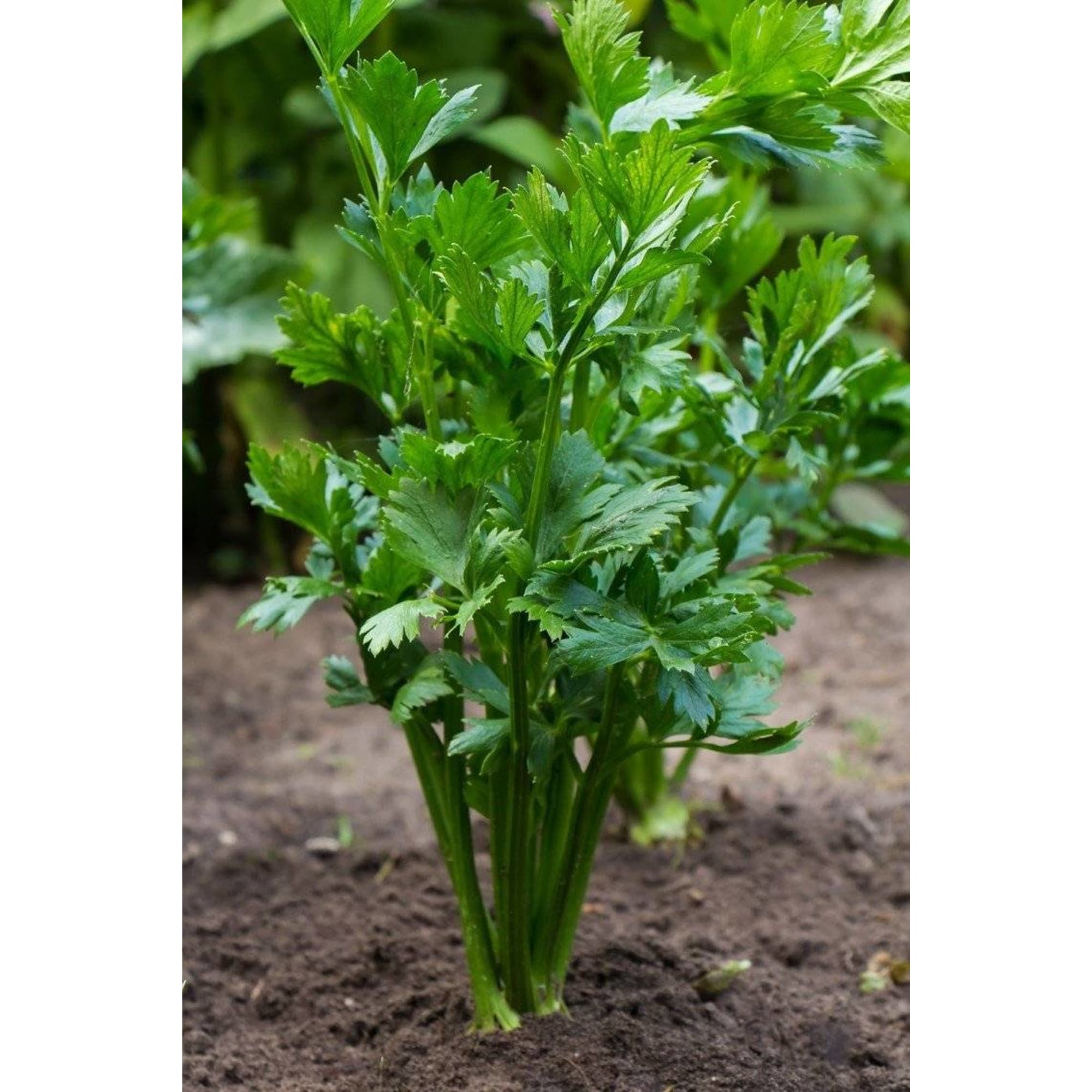 82585482 Петрушка в кассете, 6 шт Santreyd 