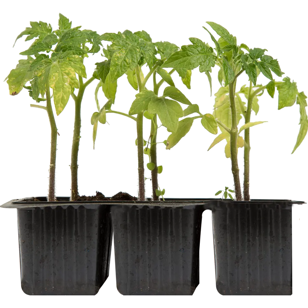 Томат «Челнок» Santreyd STLM-2161565 - Вид №2